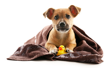 Puppy with towel and toy duck isolated on white