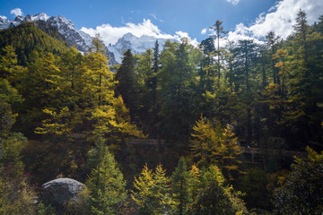 pine forest in autumn