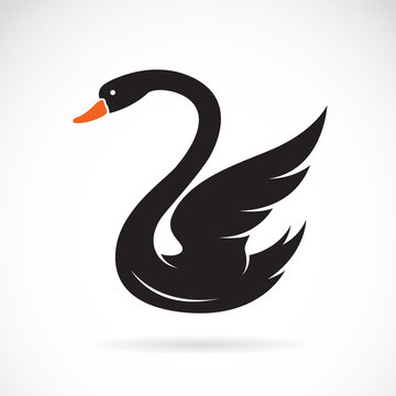 Vector image of swans on white background.
