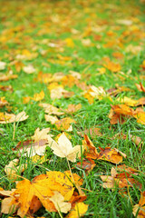 Fallen autumn leaves on grass background