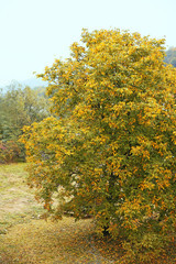 Tree in autumn park