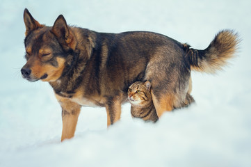 Cat and dog best friends outdoors in the snow