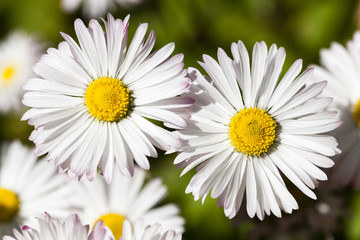 white flowers   close-up  