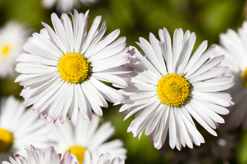 Obraz premium white flowers close-up 