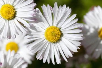 Obraz premium white flowers close-up 