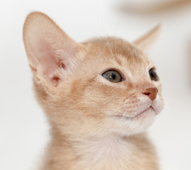 Abyssinian kitten . color fawn