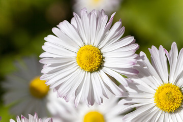 Fototapeta premium white flowers close-up 