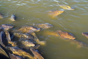 Obraz premium 池で泳ぐ鯉／山形県庄内地方の池で泳ぐ鯉を撮影した写真です。