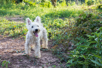 Lovely and happy dirty miniature schnauzer dog in the garden