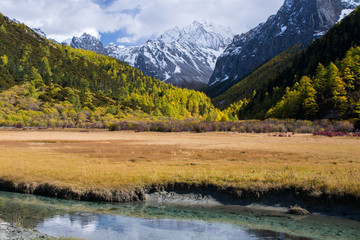 Brook and pine forest in autumn season