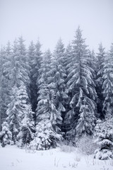 Christmas background with snowy fir trees