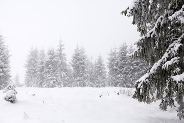 Christmas background with snowy fir trees