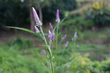 Lovely violet wild flower 
