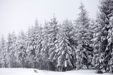 Christmas background with snowy fir trees