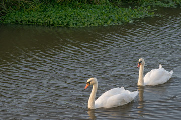 Swans heading home at the end of the day