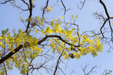 Autumn leaves