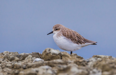  Rufous-necked Stint (Calidris ruficollis) in nature in Thailand