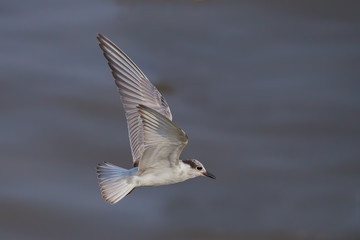 Little tern(Sternula albifrons) flying with wings up in real nature