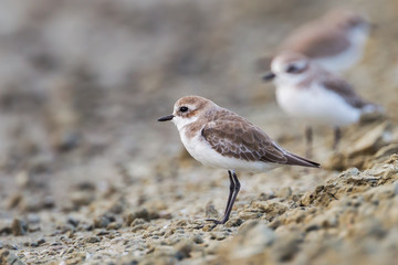 Lesser Sand Plover (Charadrius mongolus)   in nature of Thailand
