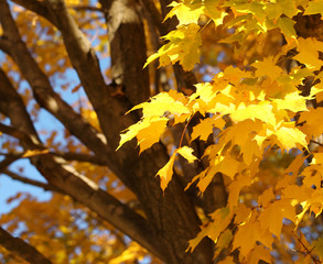 Autumn Maple Leaves. Fall Background