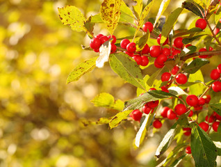 Branch of Holly Berries in Sunny Day