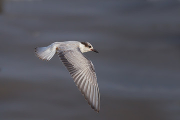 Little tern(Sternula albifrons) flying with wings down in real nature 