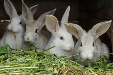 Four domesticated rabbits being raised in farm outdoor hutch