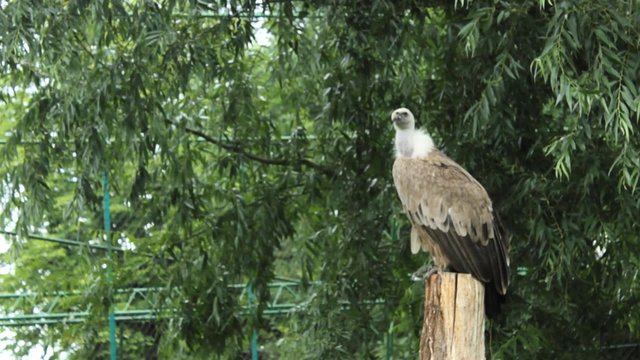 Faraon Bird Sitt  in Park Wood