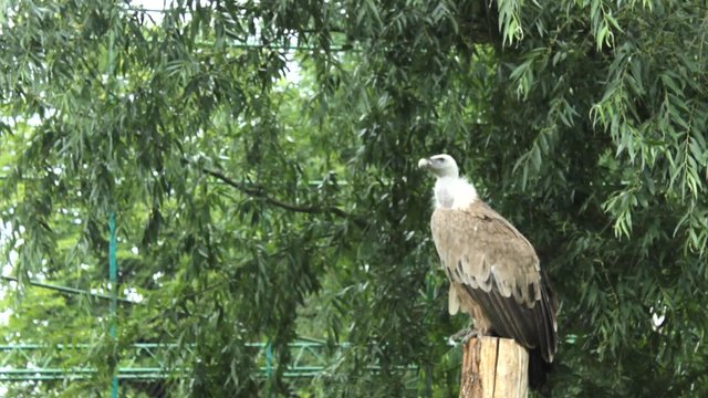 Faraon Bird Sitt in Park Wood