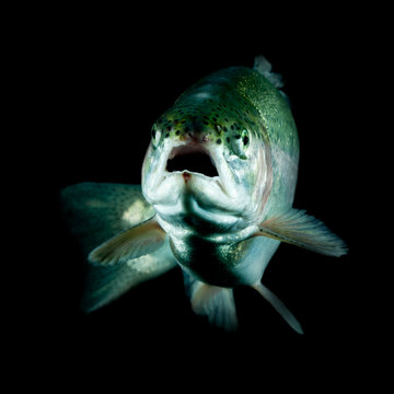 Salmon Live Face Fish Isolated Live Trout Underwater Studio Shot