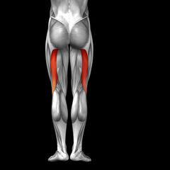 Conceptual 3D human back upper leg muscle anatomy