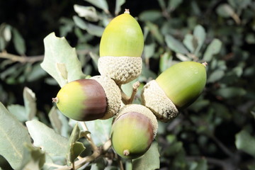 green acorns of the Sierra del Segura, Albacete, Spain