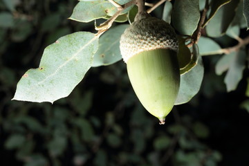 green acorns of the Sierra del Segura, Albacete, Spain