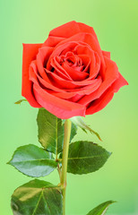 Red rose flower, green leaves, close up, green bokeh background, isolated.