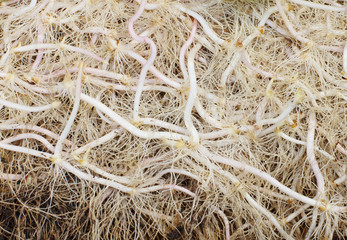 close up soft roots of tree background