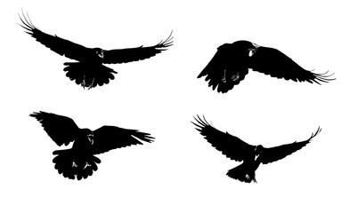 Raven in flight set. Isolated