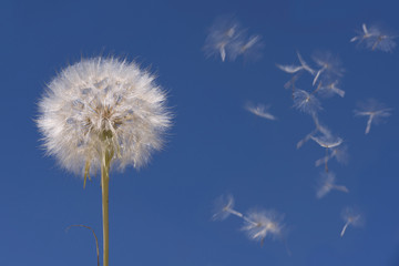 Blowball and seeds in blue sky