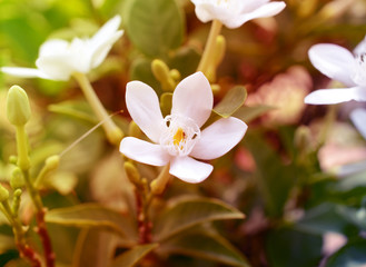 White Snowflake Flower (Wrightia antidysenterica)