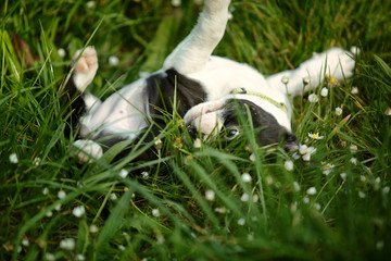 Boston Terrier Puppy