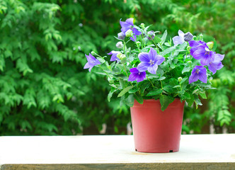 purple balloon flower or Platycodon grandiflorus flower  in brow