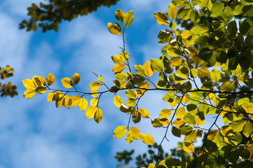 Wilde Natur - Laub