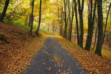 Waldstraße im Herbst