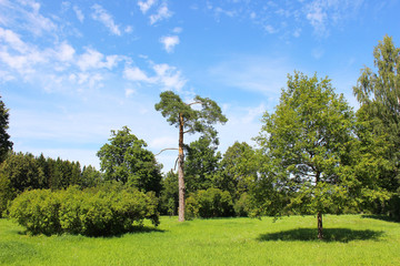 Летний солнечный пейзаж. Необычная сосна.