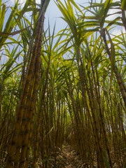 Field of sugar cane