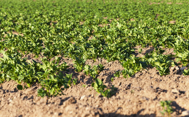 Fototapeta na wymiar cultivated potato field. 