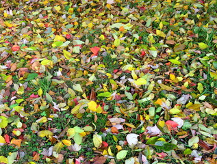 Bunte Blätter im Gras
