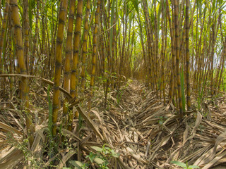 Field of sugar cane