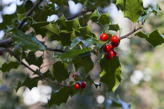 Holly with red berries