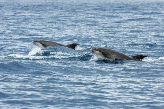 Dolphins in the ocean near Vila Franca do Campo in Sao Miguel, A