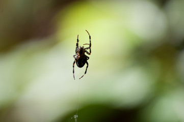 Spinne